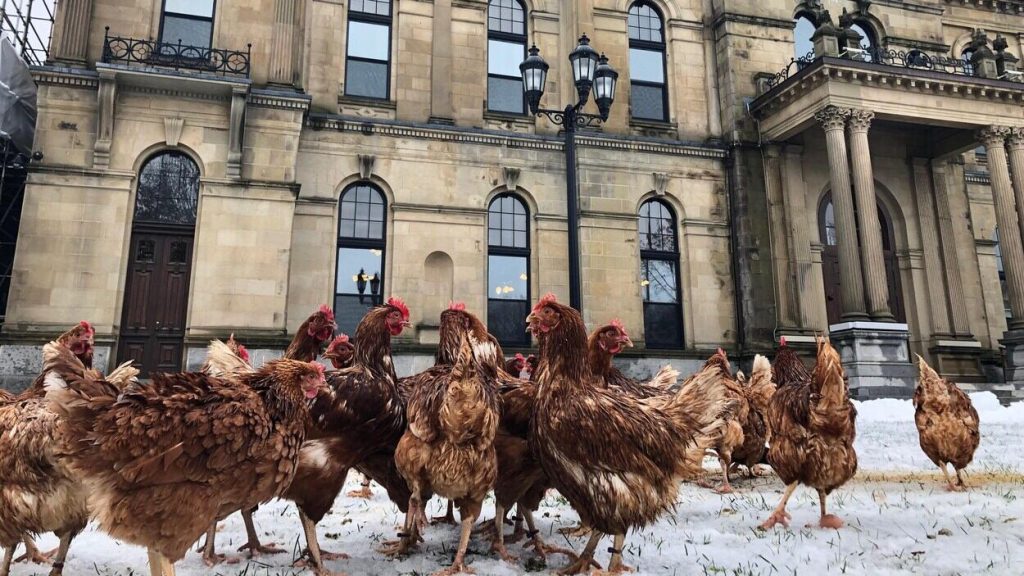 Chickens at Legislative Assembly