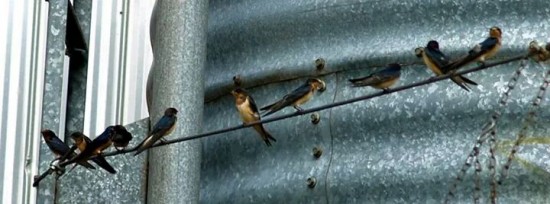 BarnSwallows-550x204