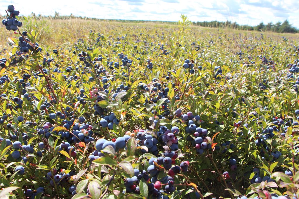 Opinion : Un système qui laisse les producteurs de côté à dessein