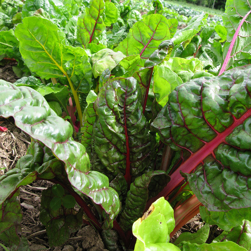 Chard
