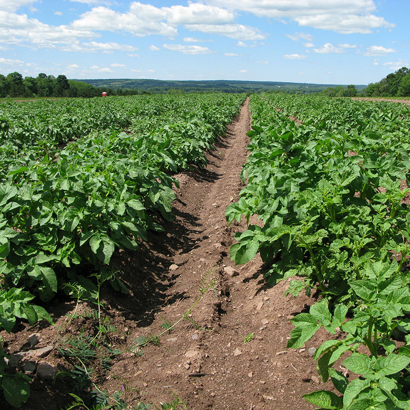 Planted-field-blue-sky
